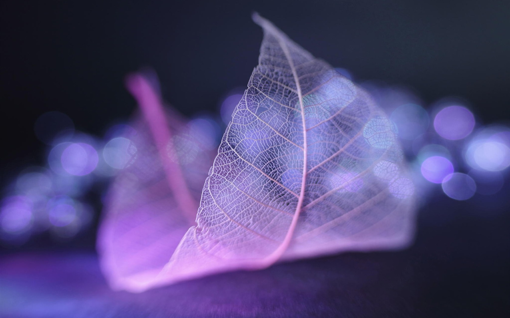Leaf vein HD photography wallpaper #2 - 1680x1050