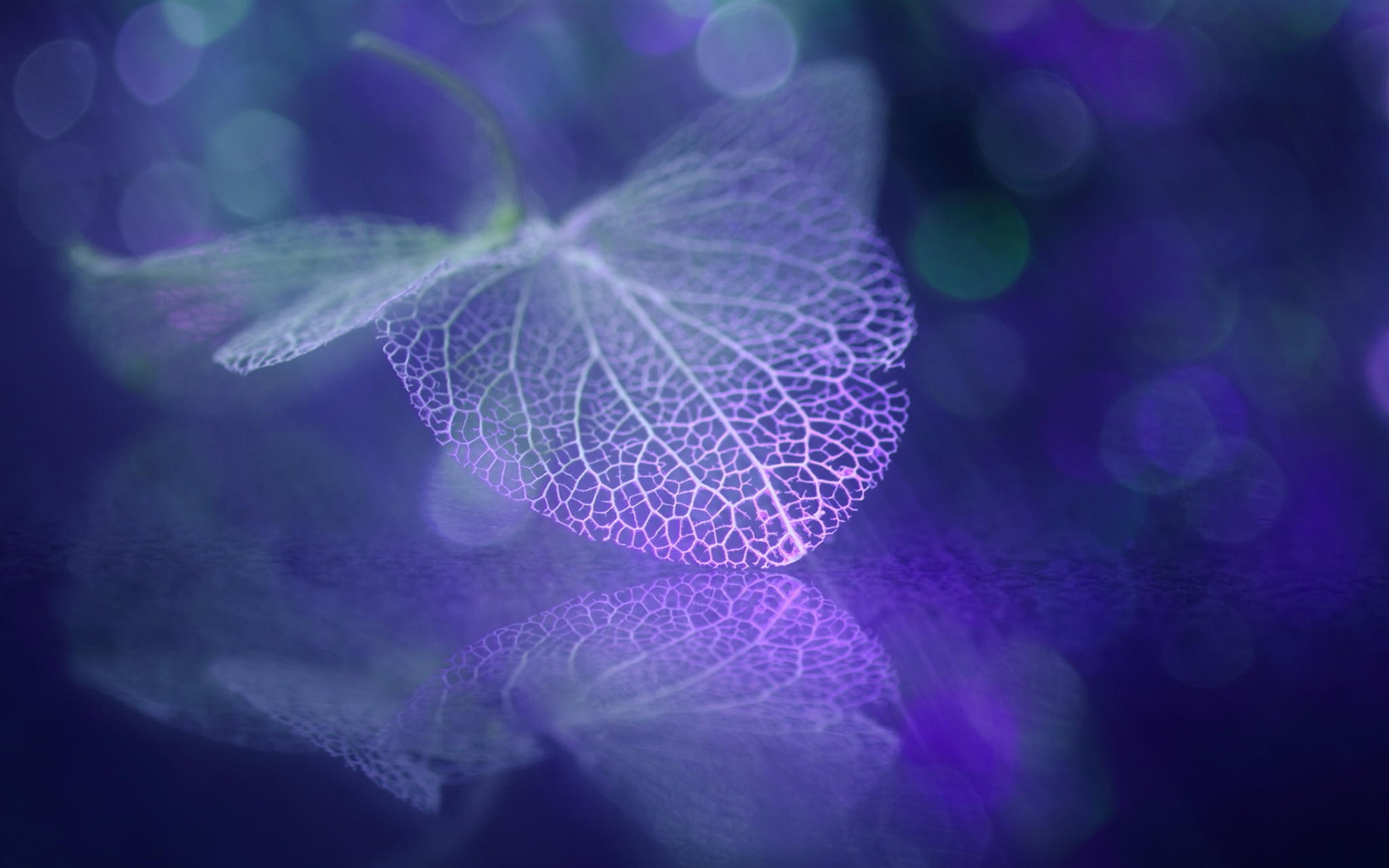 Leaf žíly HD wallpaper fotografie #4 - 1680x1050