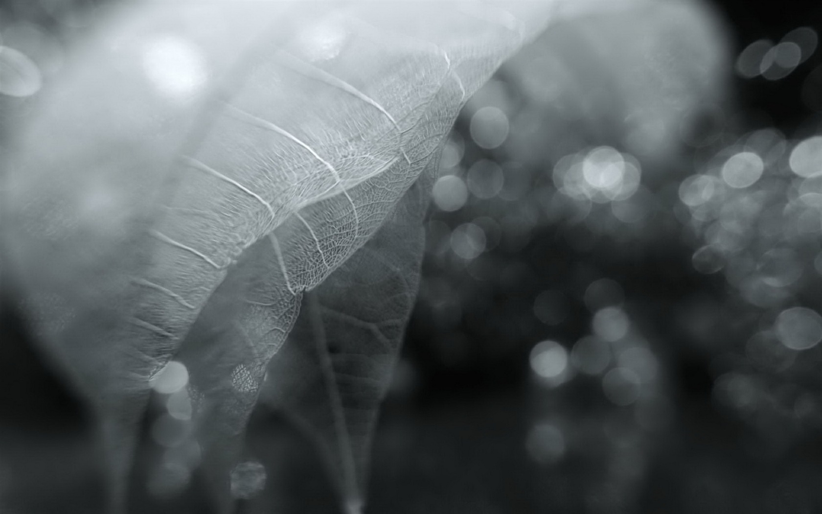 Leaf vein HD photography wallpaper #6 - 1680x1050