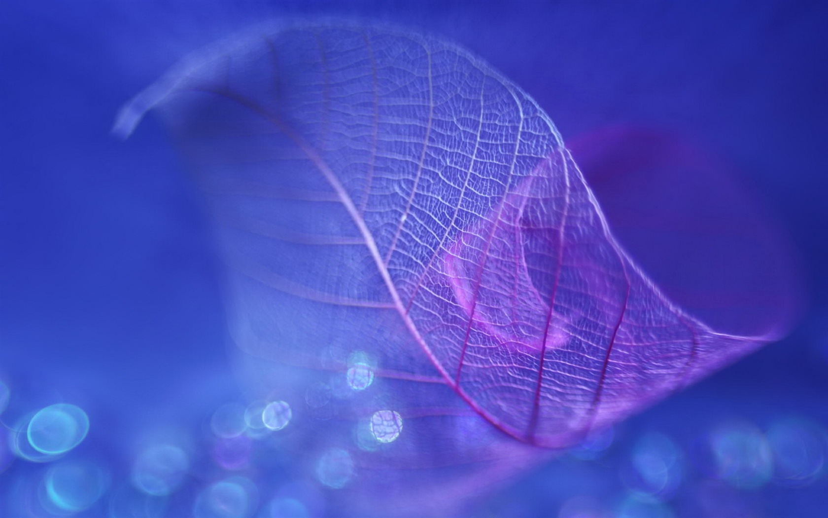 Leaf žíly HD wallpaper fotografie #10 - 1680x1050