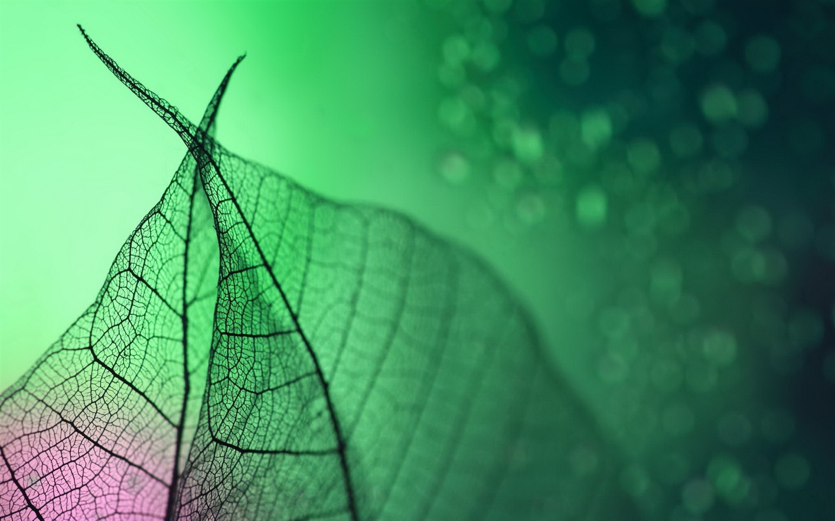 Leaf vein HD photography wallpaper #11 - 1680x1050