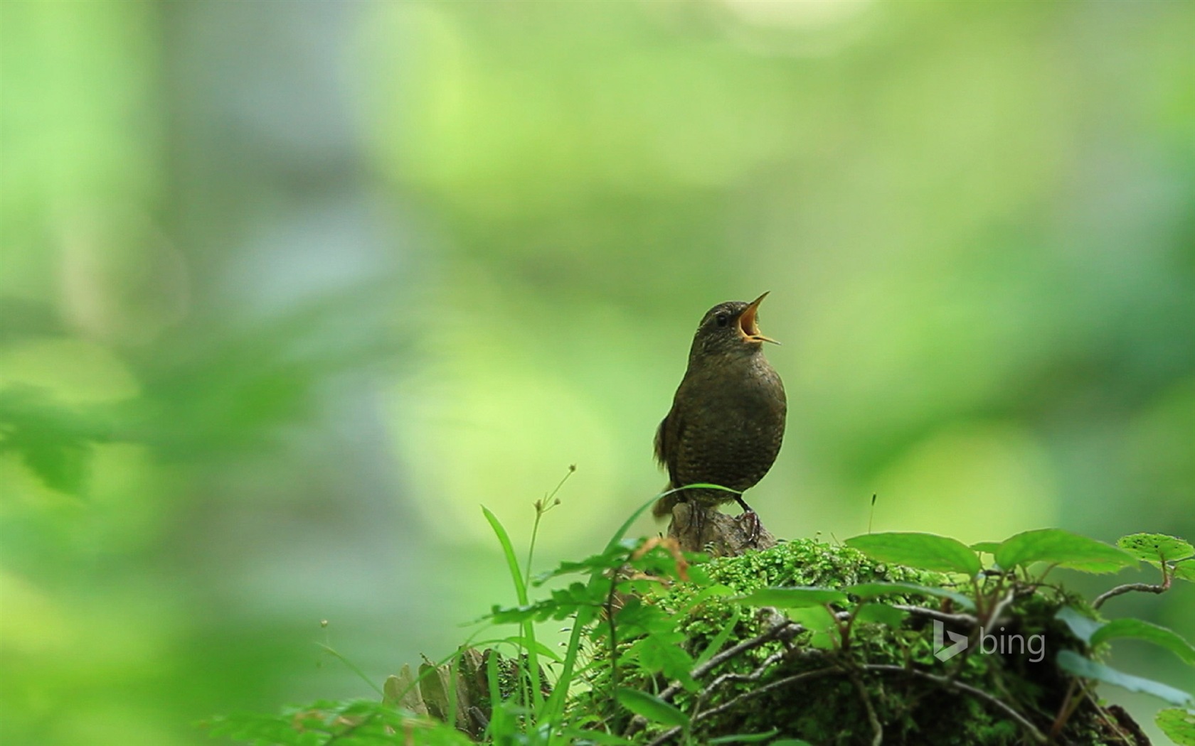 04. 2014 Bing HD tapety na plochu #10 - 1680x1050