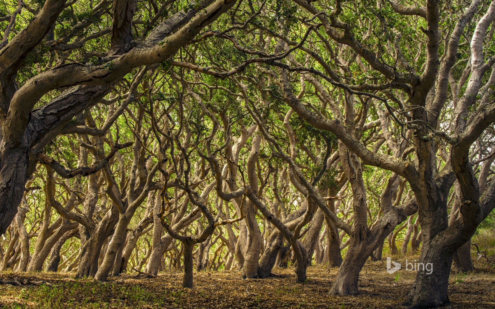 04. 2014 Bing HD tapety na plochu #19 - 1680x1050