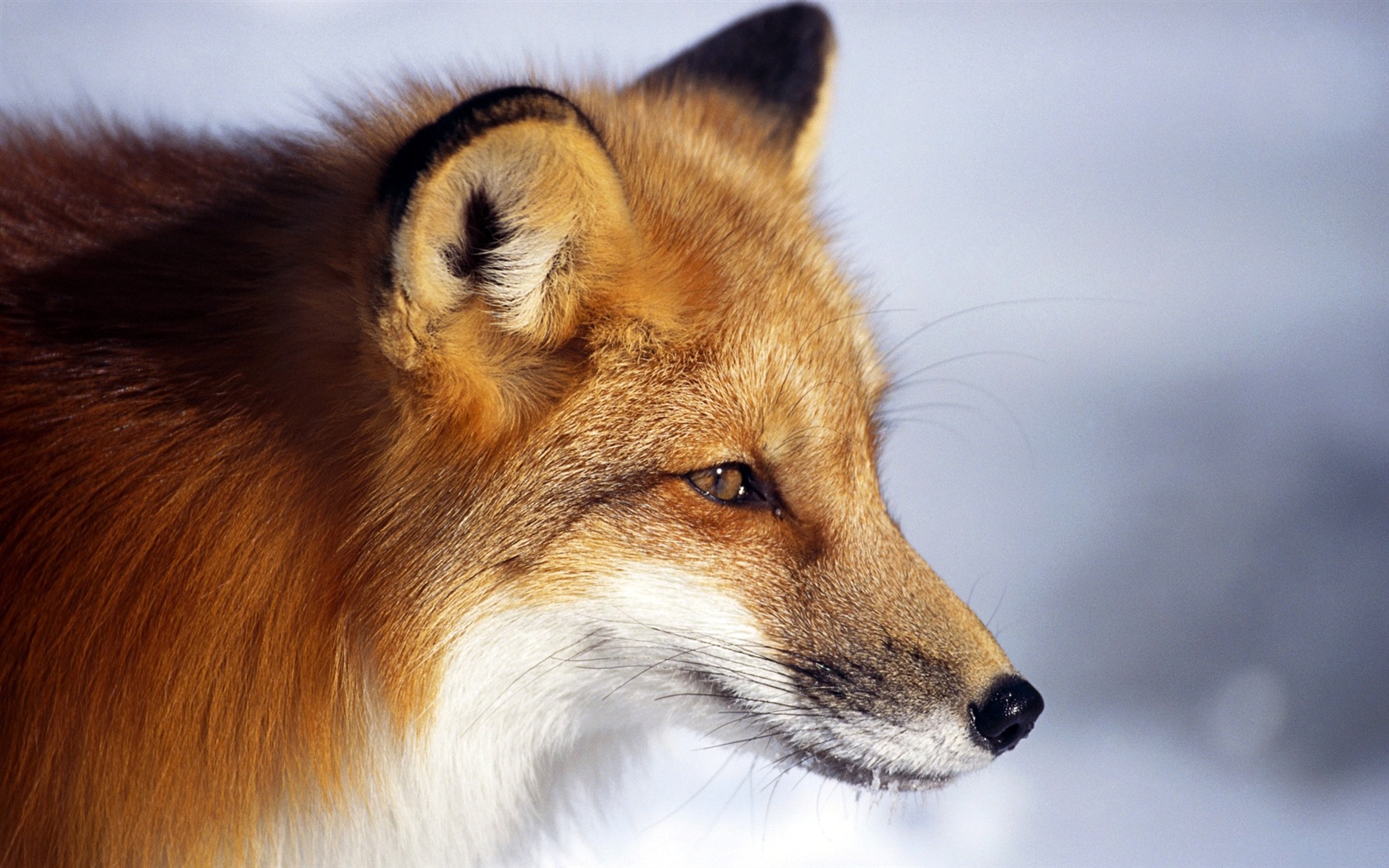 Živočišných detailní, roztomilých fox HD tapety na plochu #4 - 1680x1050