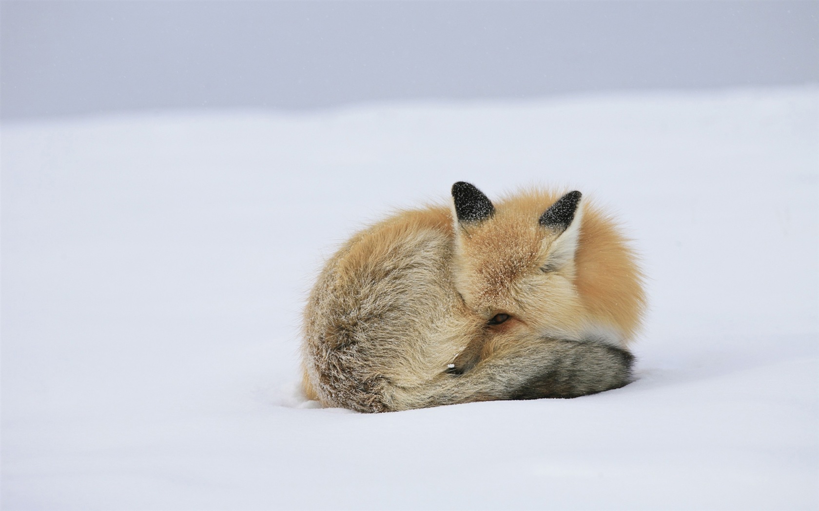 Animaux en gros plan, mignon fonds d'écran HD de renard #11 - 1680x1050