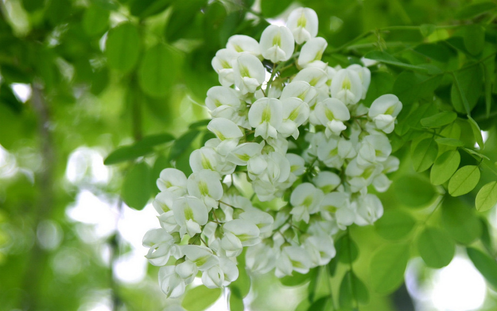 Blanc acacia fonds d'écran fleurs roses HD #2 - 1680x1050