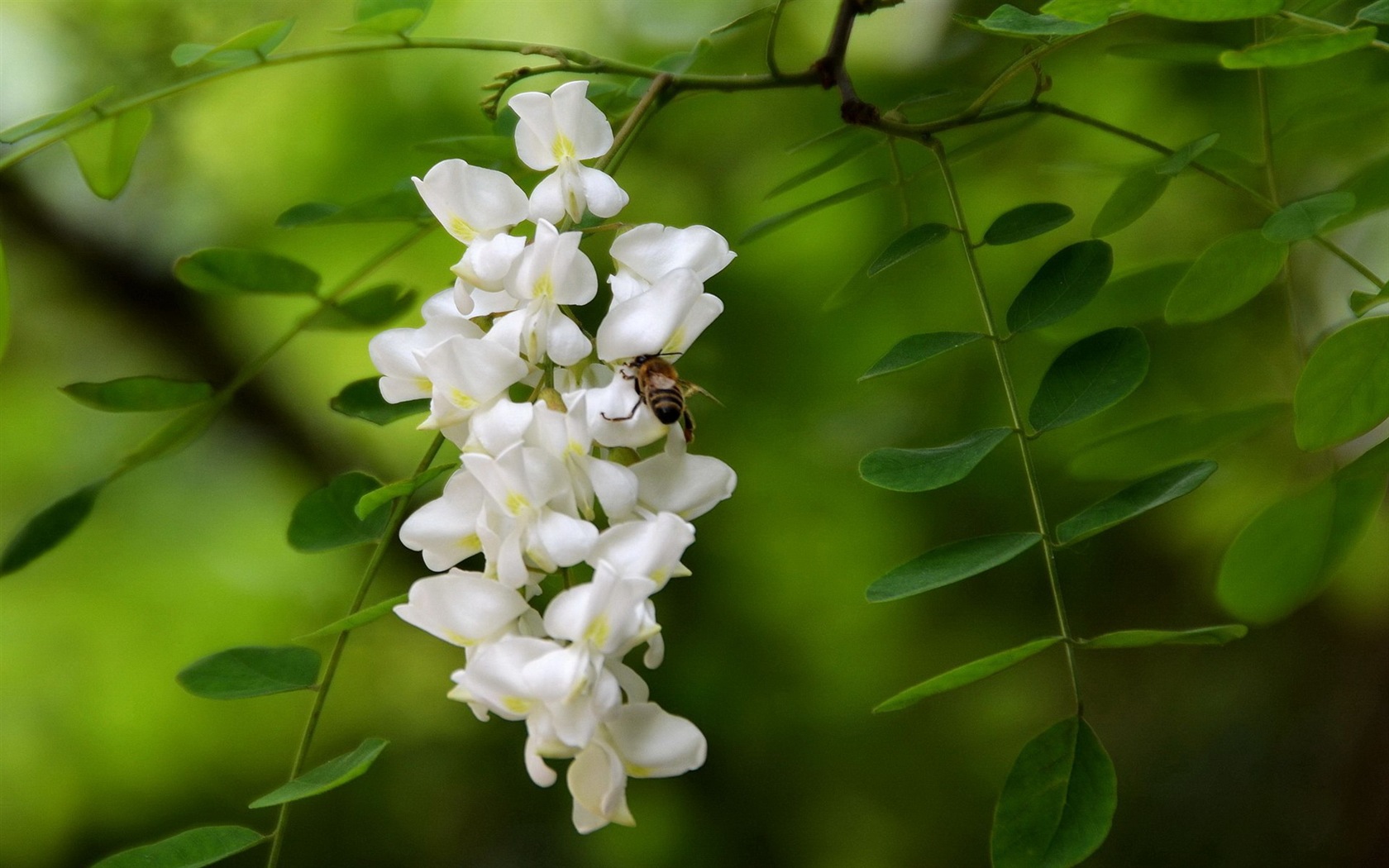 White pink locust tree flowers HD wallpapers #12 - 1680x1050