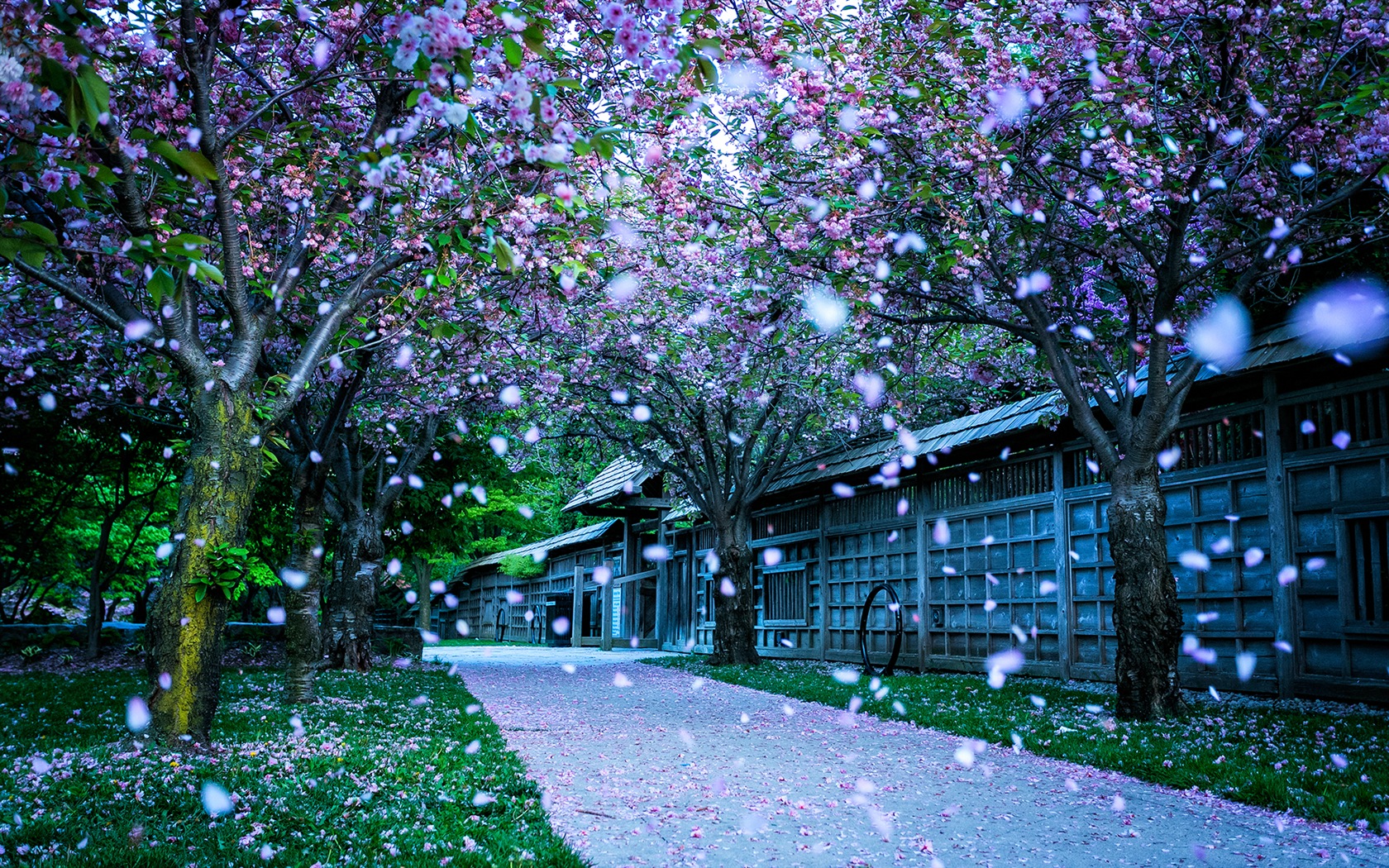 鮮花落在地上，漂亮的高清壁紙 #4 - 1680x1050
