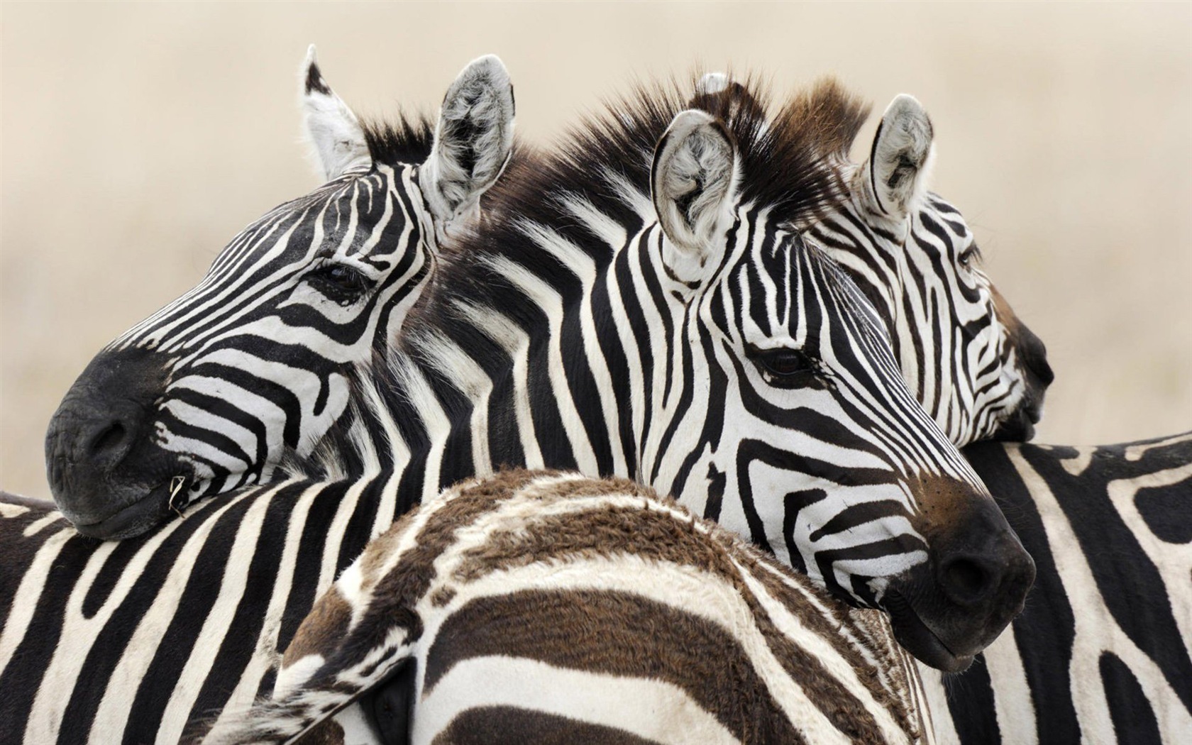 Black and white striped animal, zebra HD wallpapers #2 - 1680x1050