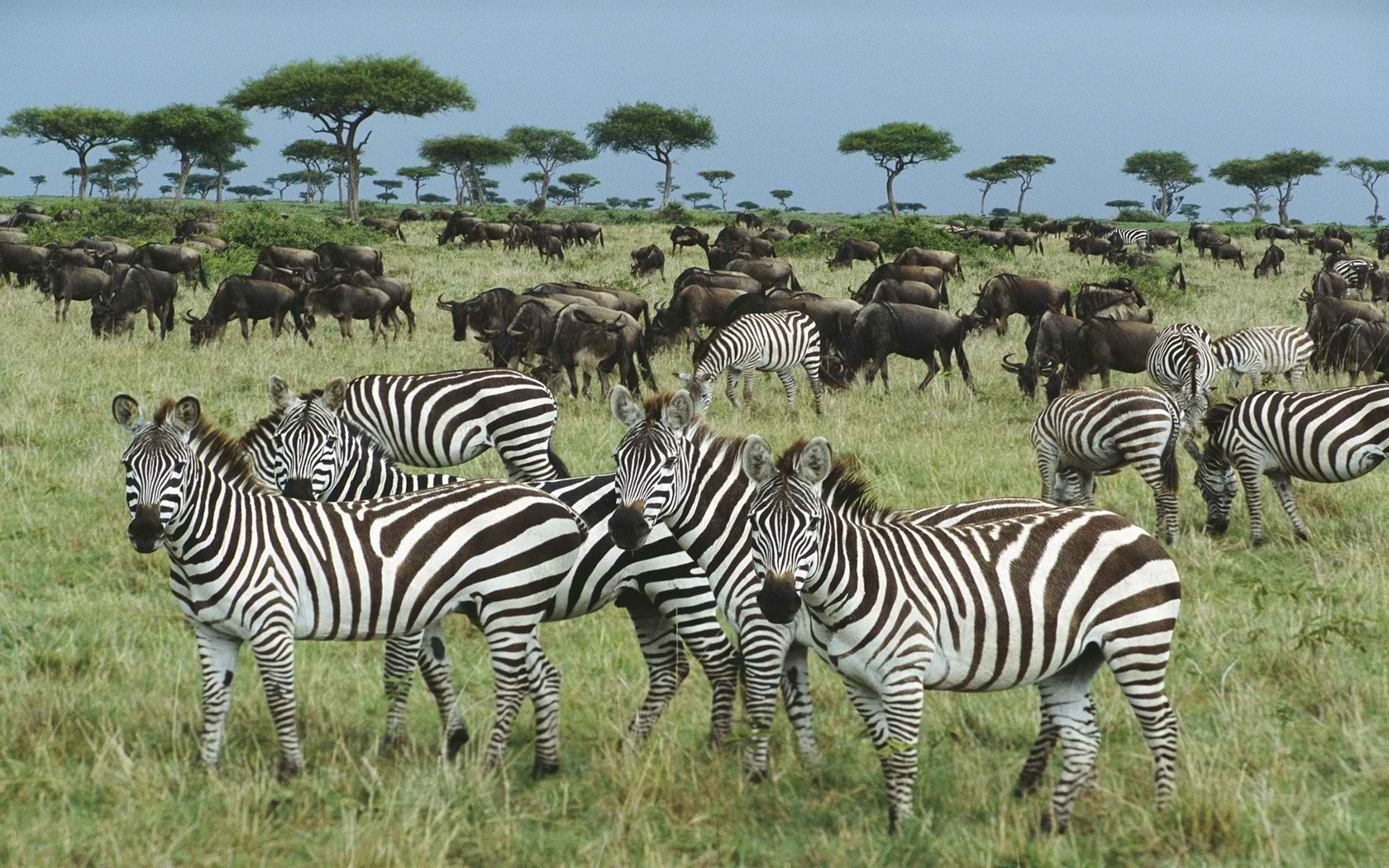 Schwarz-weiß gestreifte Tier, Zebra HD Wallpaper #12 - 1680x1050