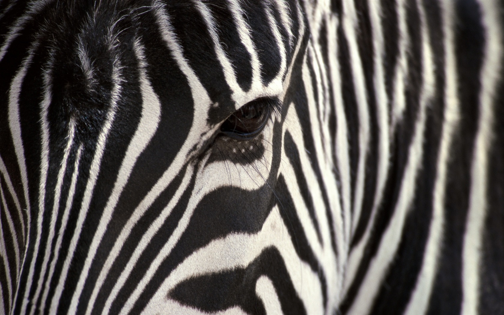 Animal rayé noir et blanc, zèbre fonds d'écran HD #17 - 1680x1050