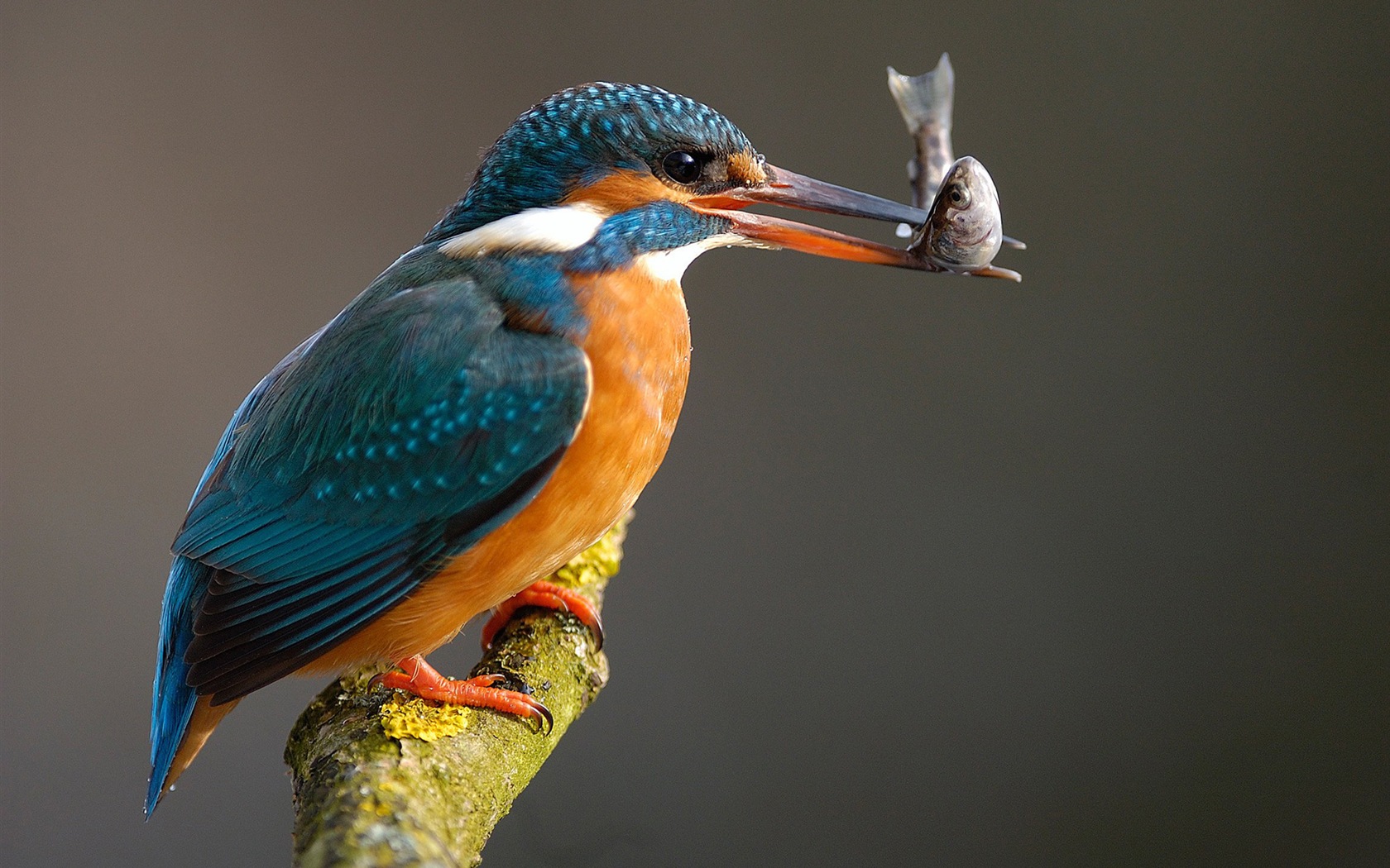 Fishing master, kingfisher HD wallpapers #1 - 1680x1050