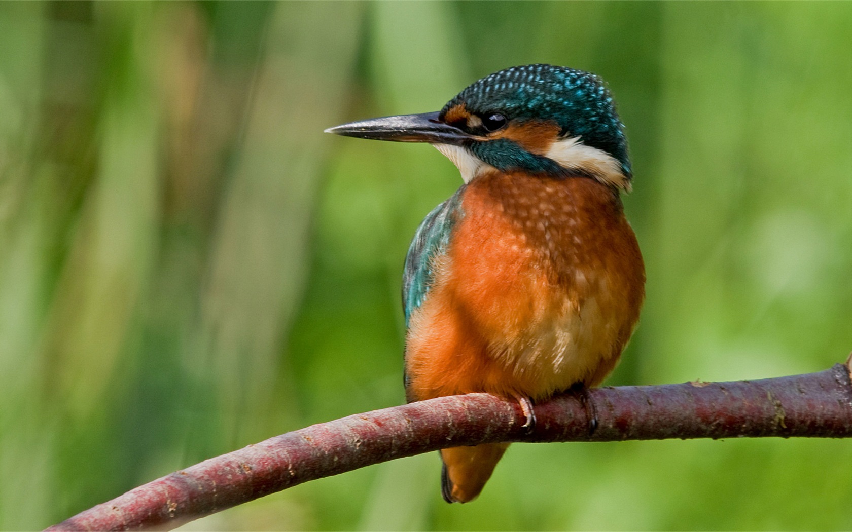 Fishing master, kingfisher HD wallpapers #15 - 1680x1050