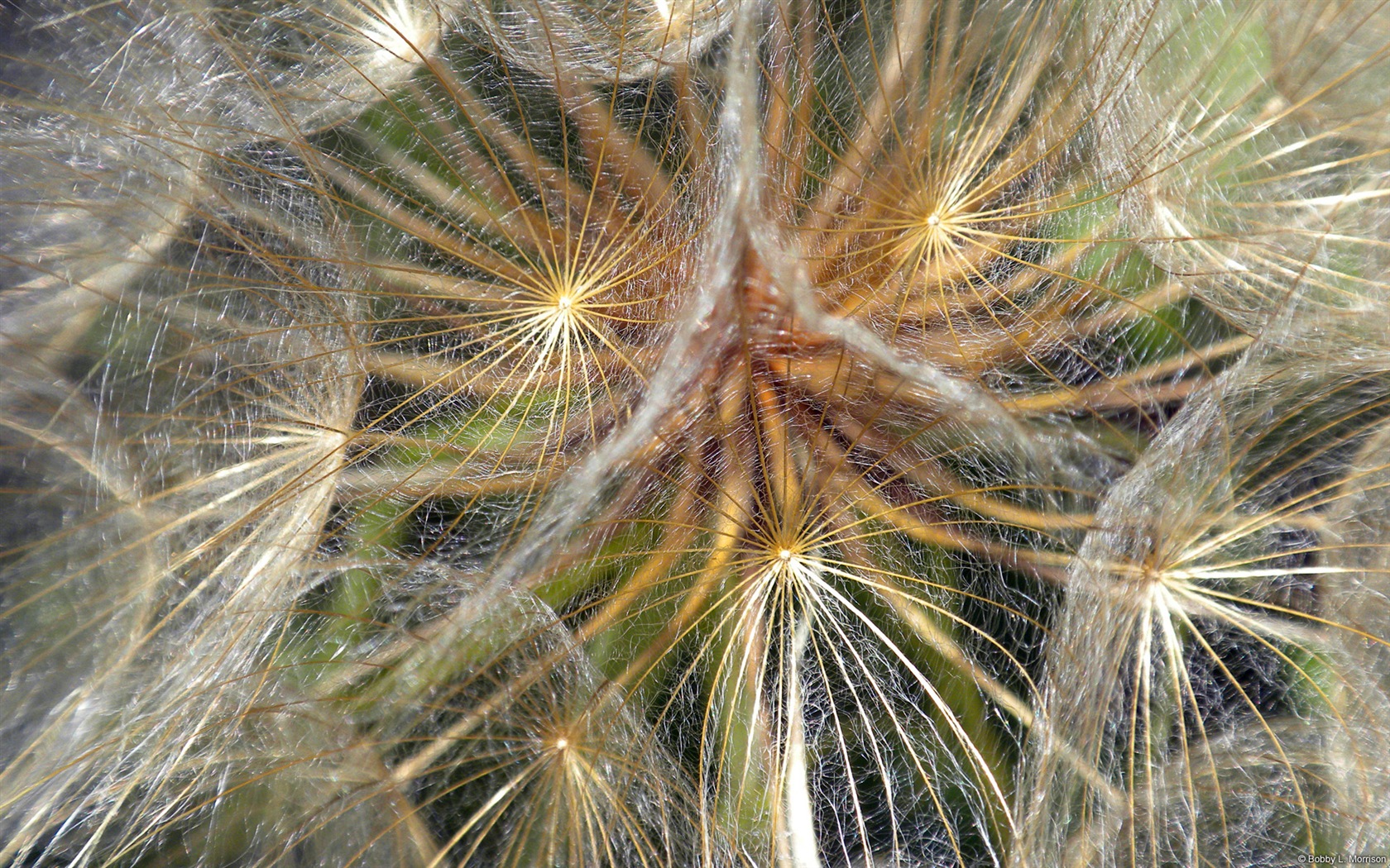 五顏六色的鮮花特寫，Windows 8 高清壁紙 #7 - 1680x1050