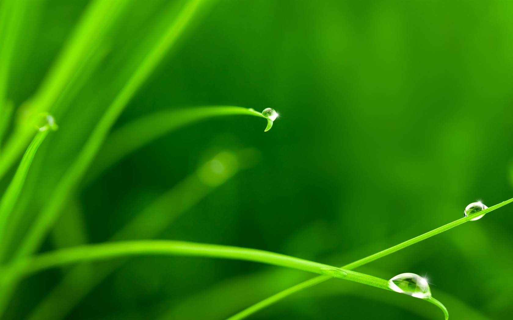 Plant leaves with dew HD wallpapers #4 - 1680x1050
