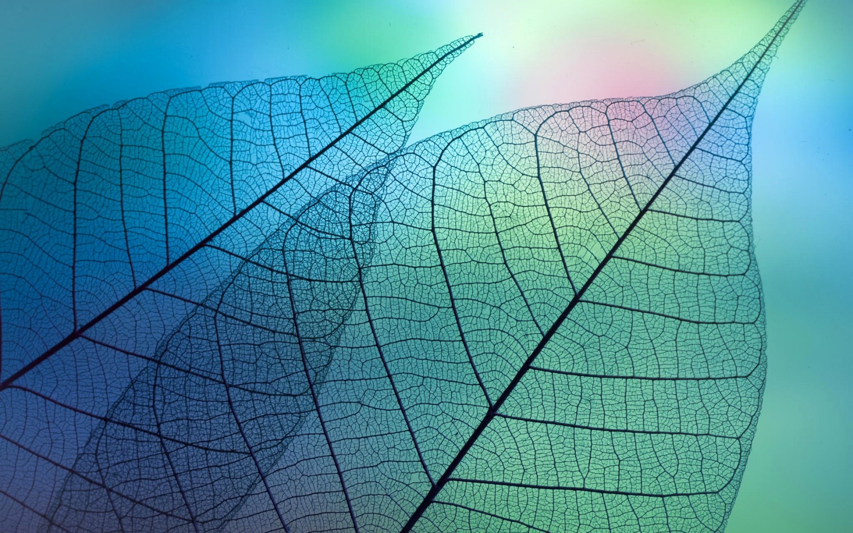 葉子與露珠 高清植物壁紙 #13 - 1680x1050