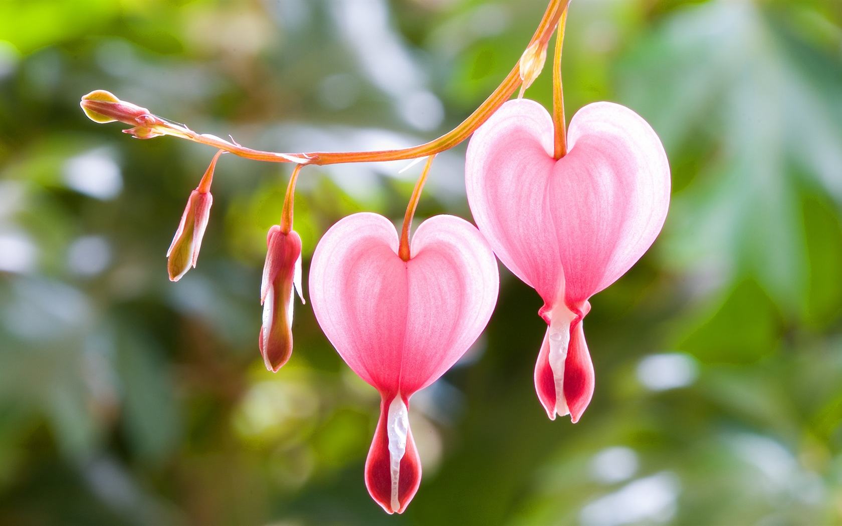 Macro close-up of beautiful flowers HD wallpapers #1 - 1680x1050