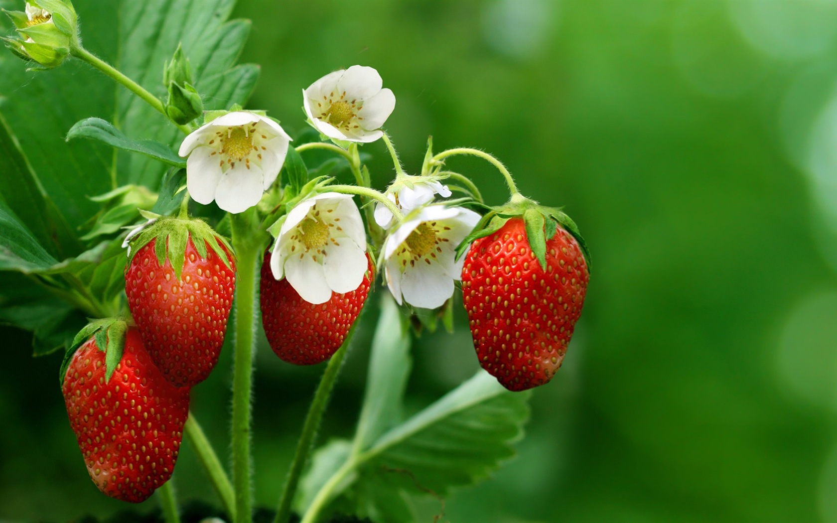 Macro close-up of beautiful flowers HD wallpapers #3 - 1680x1050