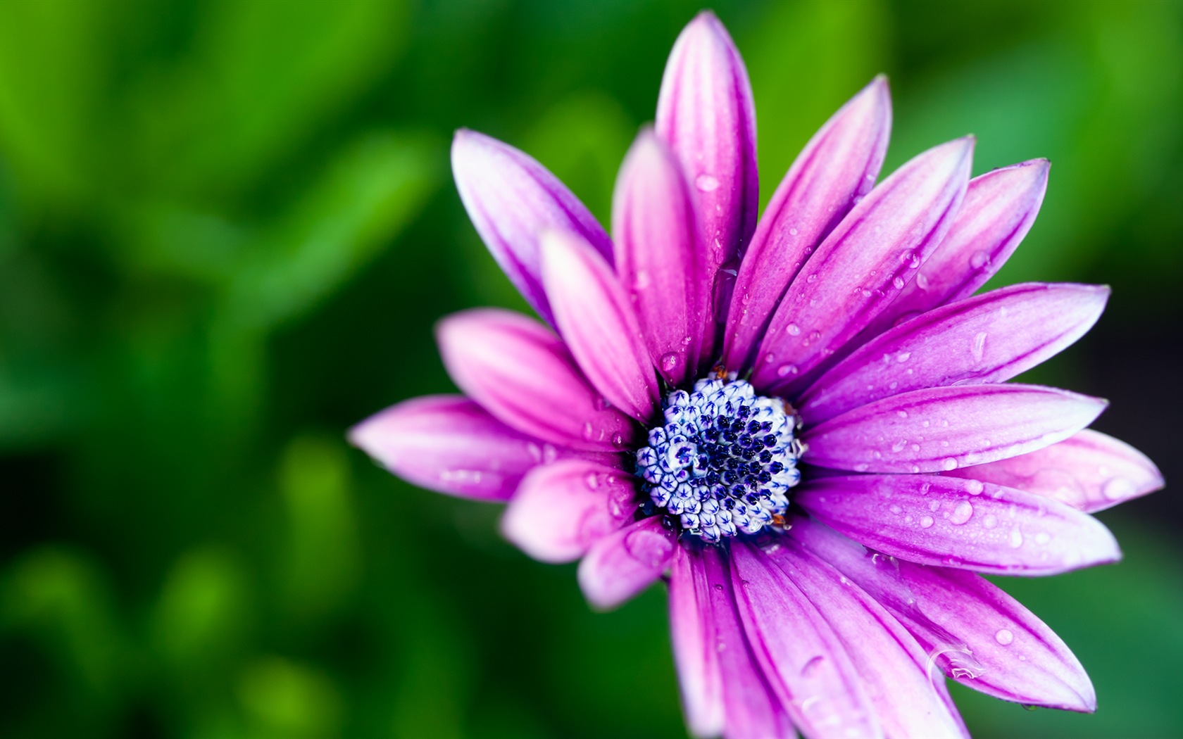 Macro close-up of beautiful flowers HD wallpapers #15 - 1680x1050