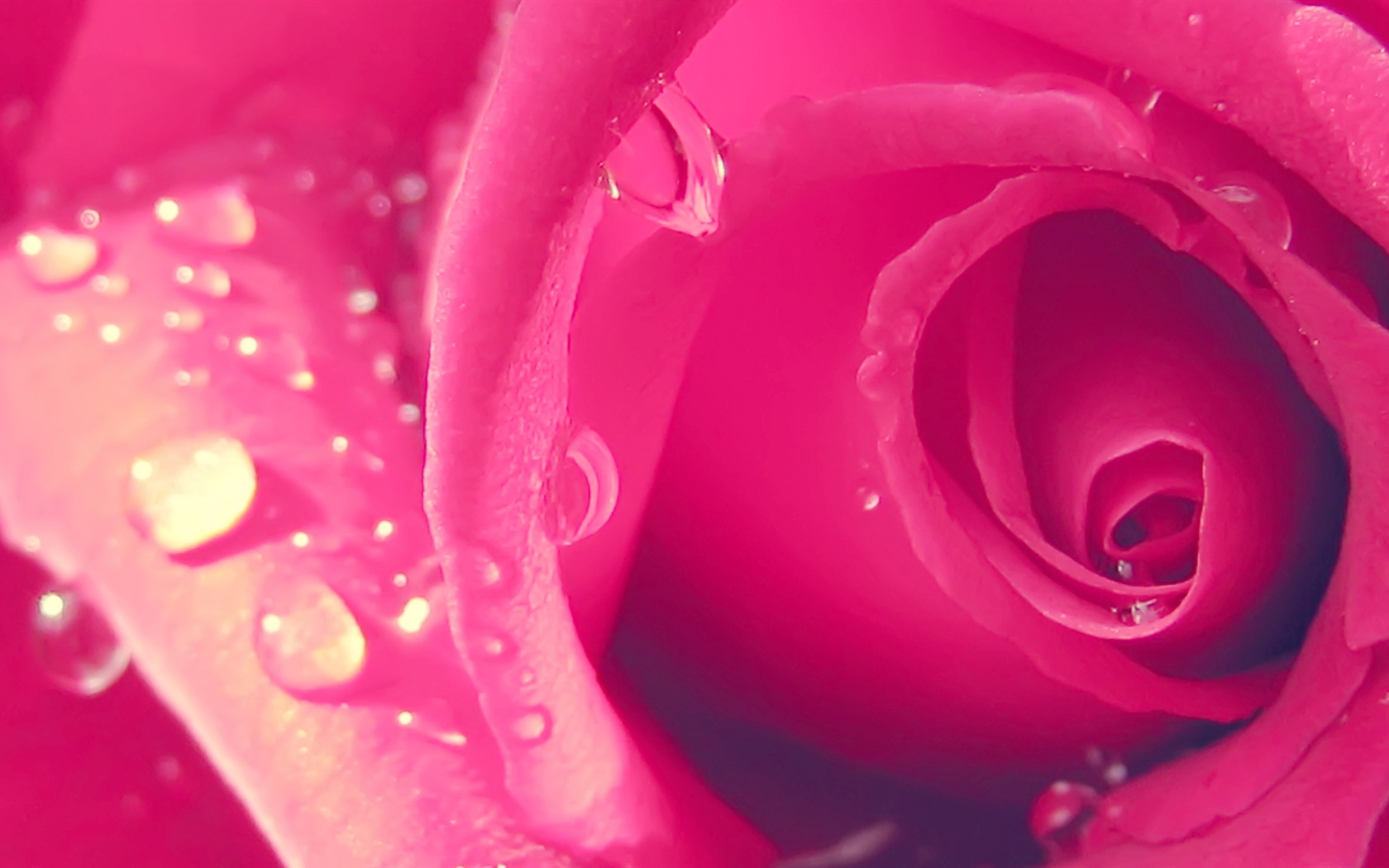 Macro close-up of beautiful flowers HD wallpapers #18 - 1680x1050