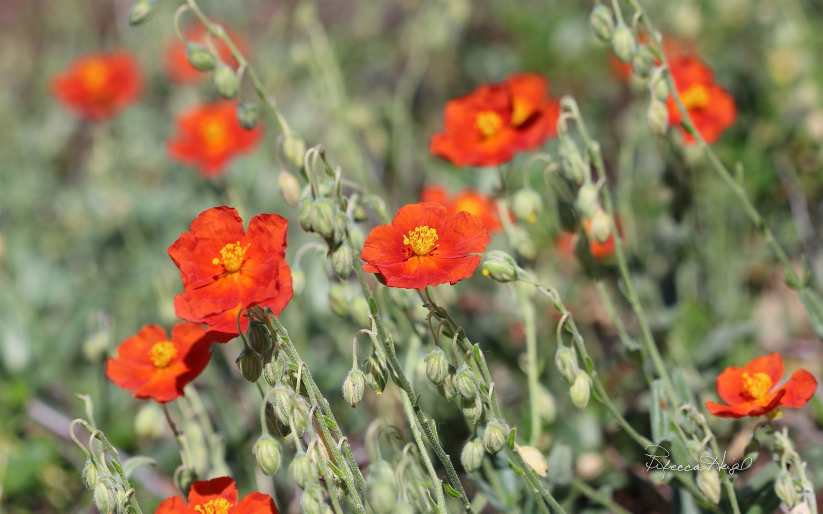 Spring flowers bloom, Windows 8 theme wallpaper #6 - 1680x1050