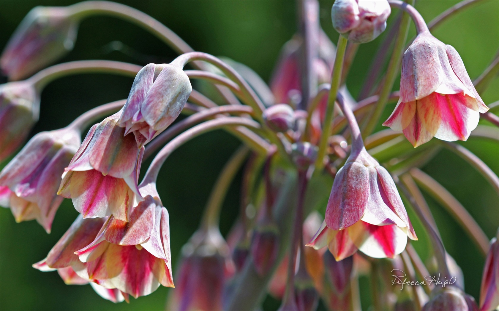 Spring flowers bloom, Windows 8 theme wallpaper #7 - 1680x1050