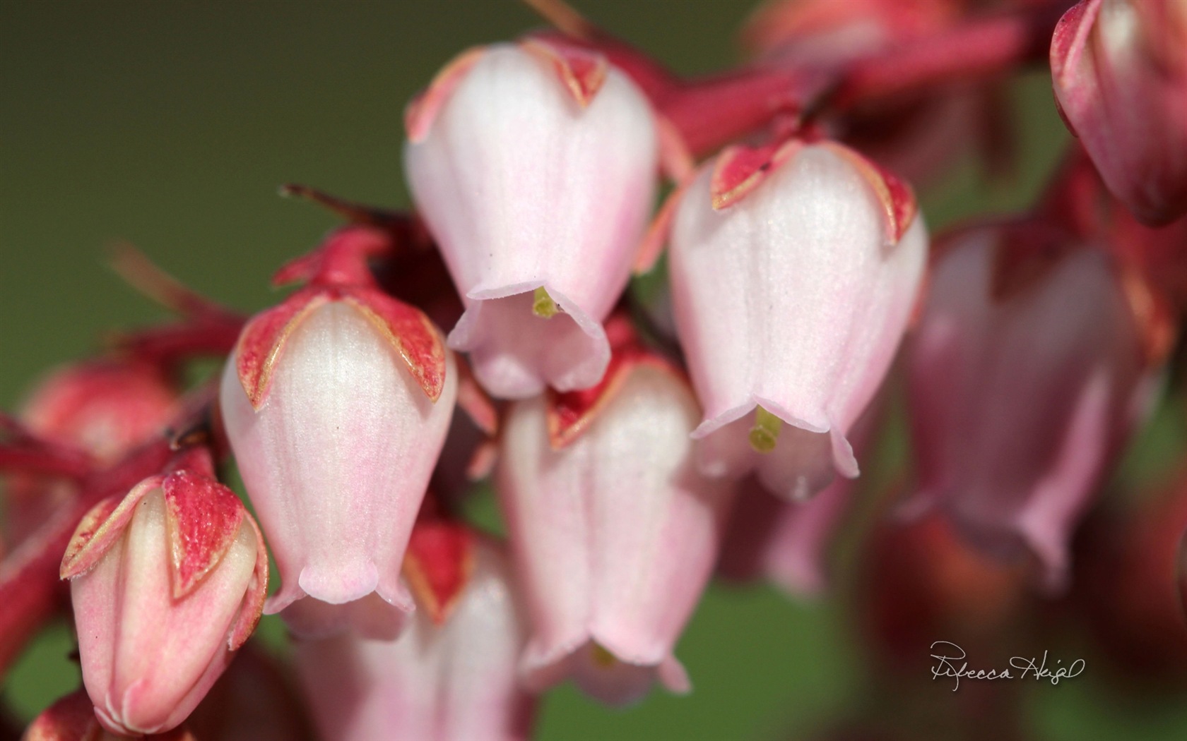 Spring flowers bloom, Windows 8 theme wallpaper #9 - 1680x1050