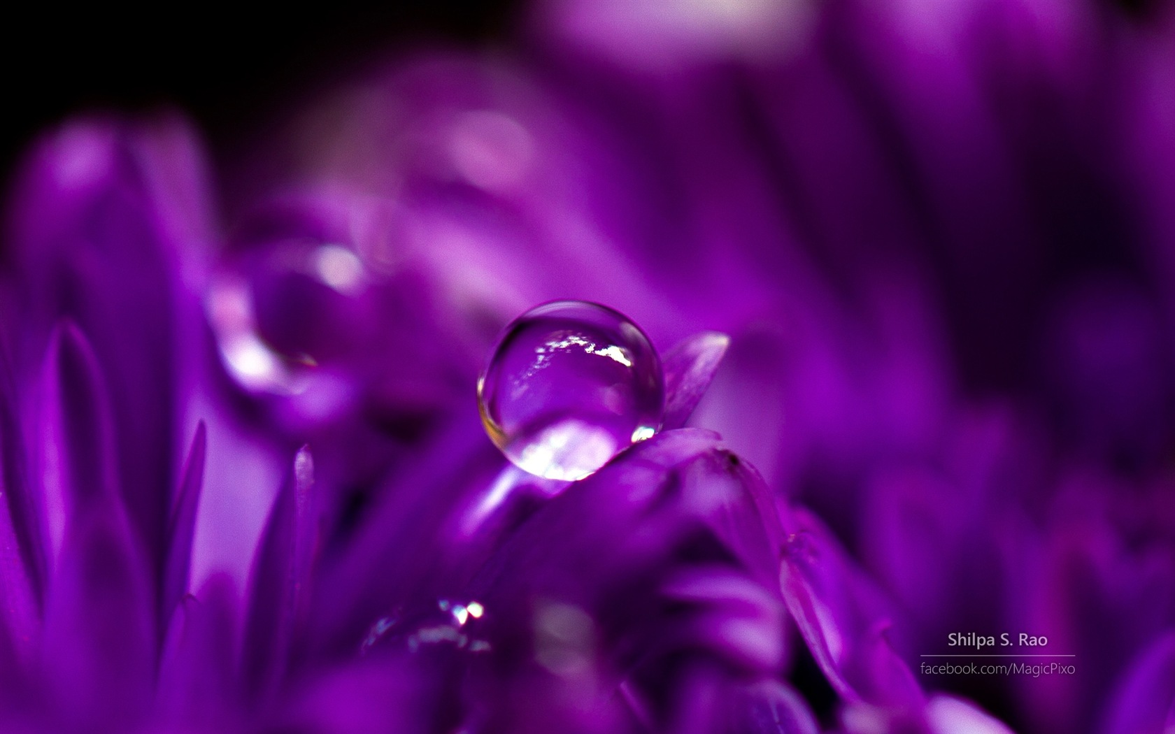 Fleurs avec la rosée close-up, Windows 8 fonds d'écran HD #1 - 1680x1050