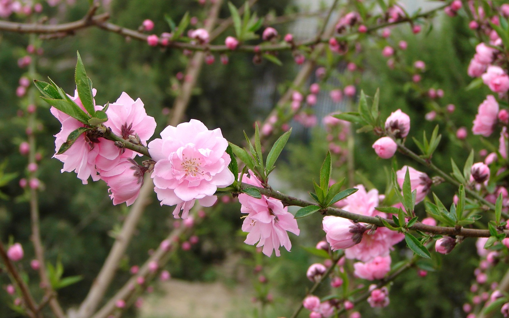 Pink peach flowers HD wallpaper #6 - 1680x1050