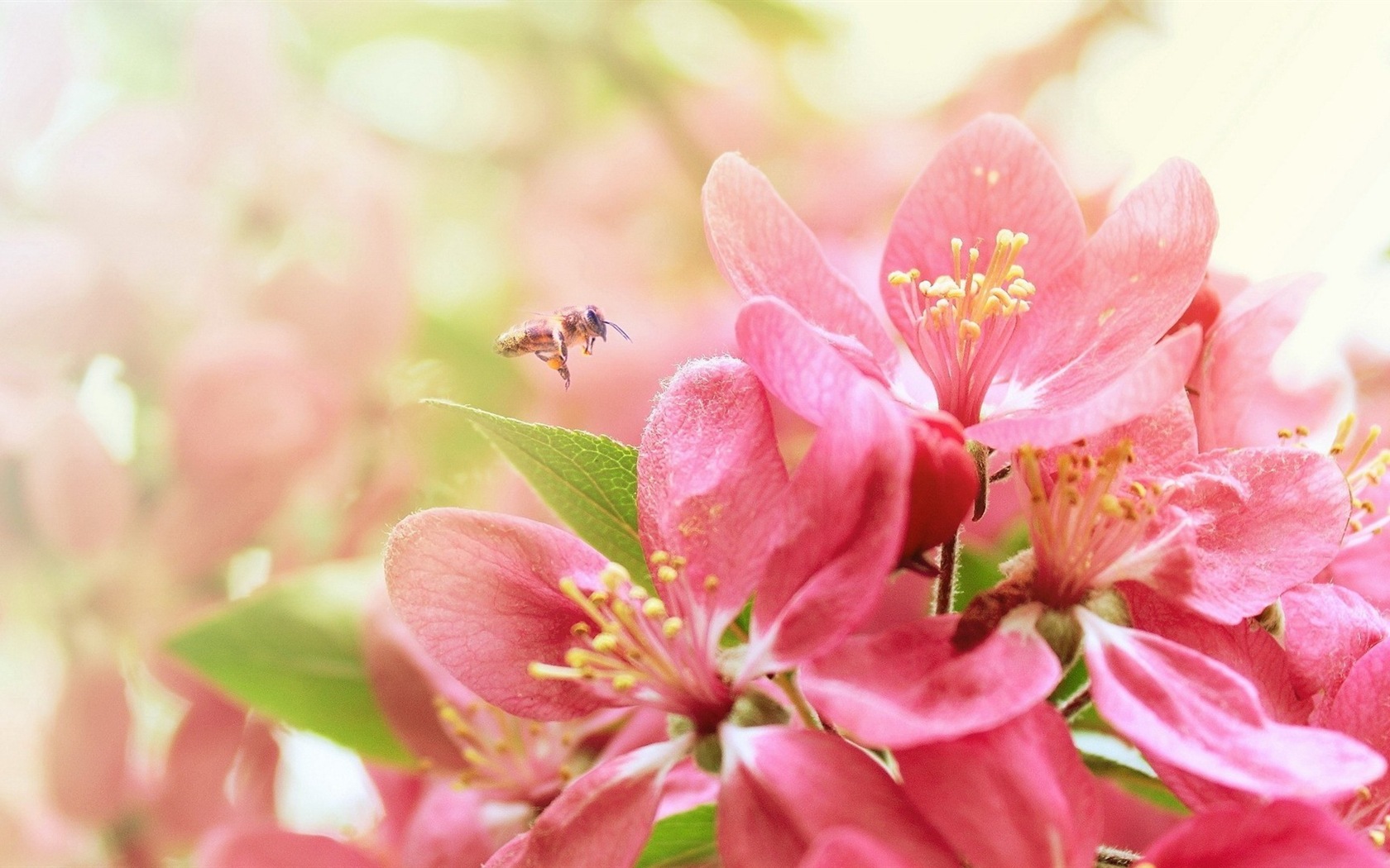 Hazy beautiful flowers HD wallpaper #5 - 1680x1050