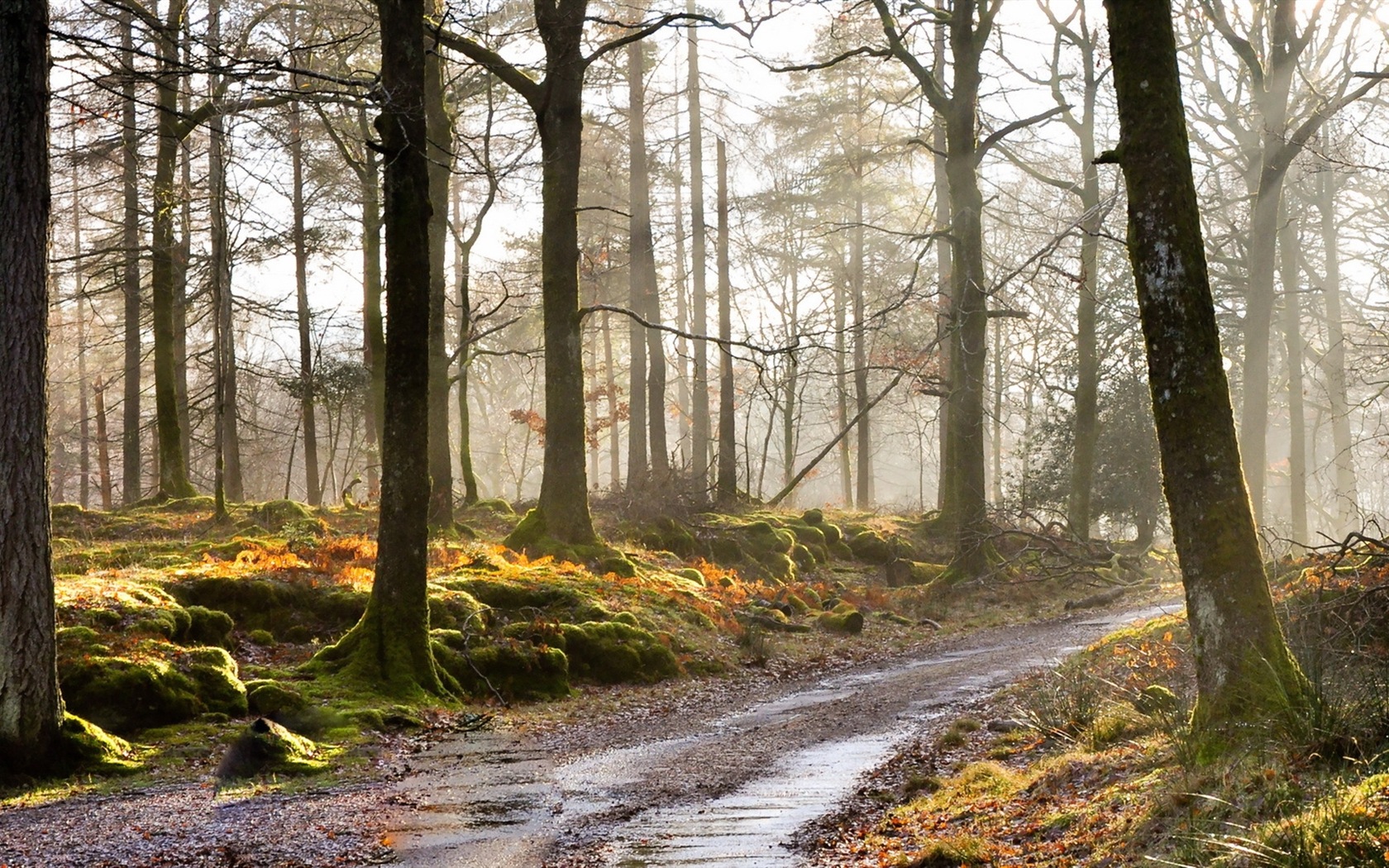 Soleil lacs de la forêt beauté de la nature d'écran HD #9 - 1680x1050