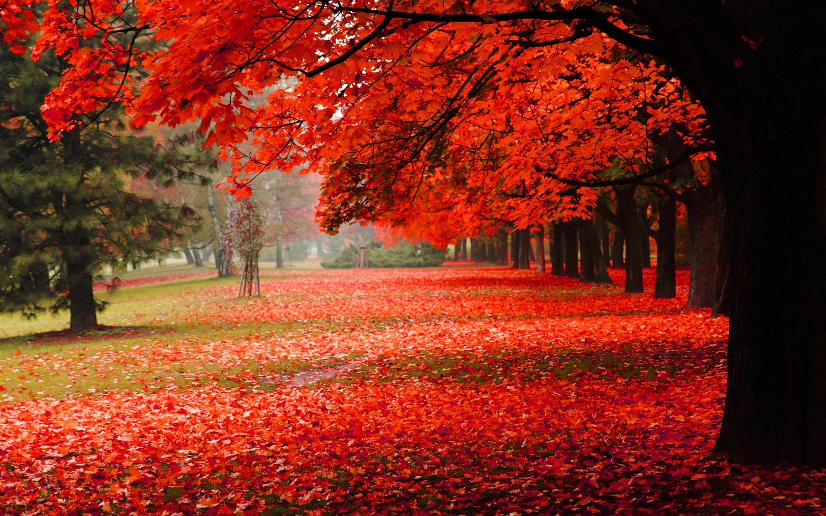 Sunshine forest lakes beauty of nature HD wallpaper #20 - 1680x1050