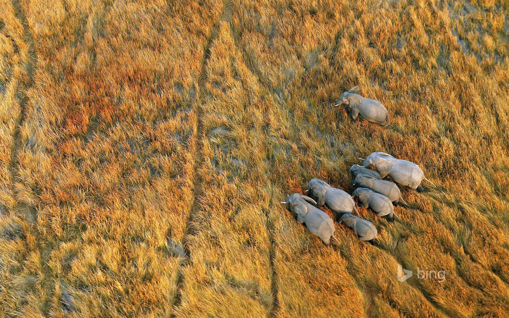 Října 2014 Bing zvíře téma wallpaper #3 - 1680x1050