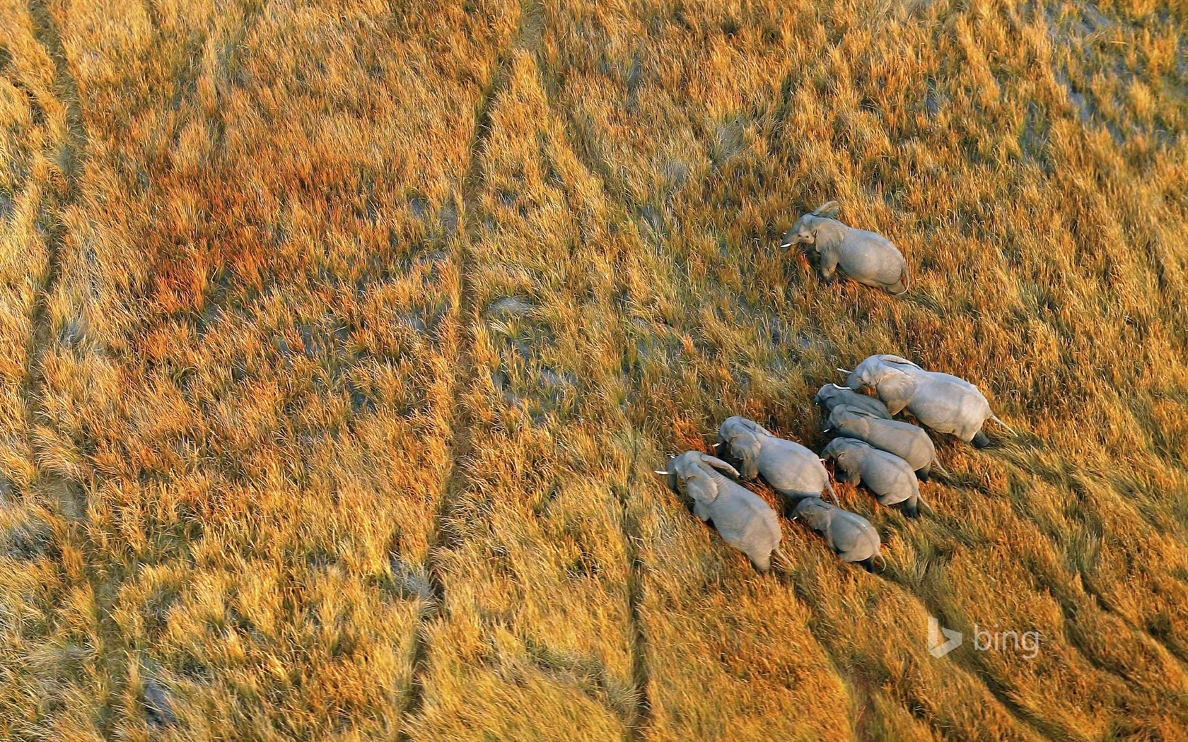 Octobre 2014 thème des animaux Bing fond d'écran #3 - 1680x1050