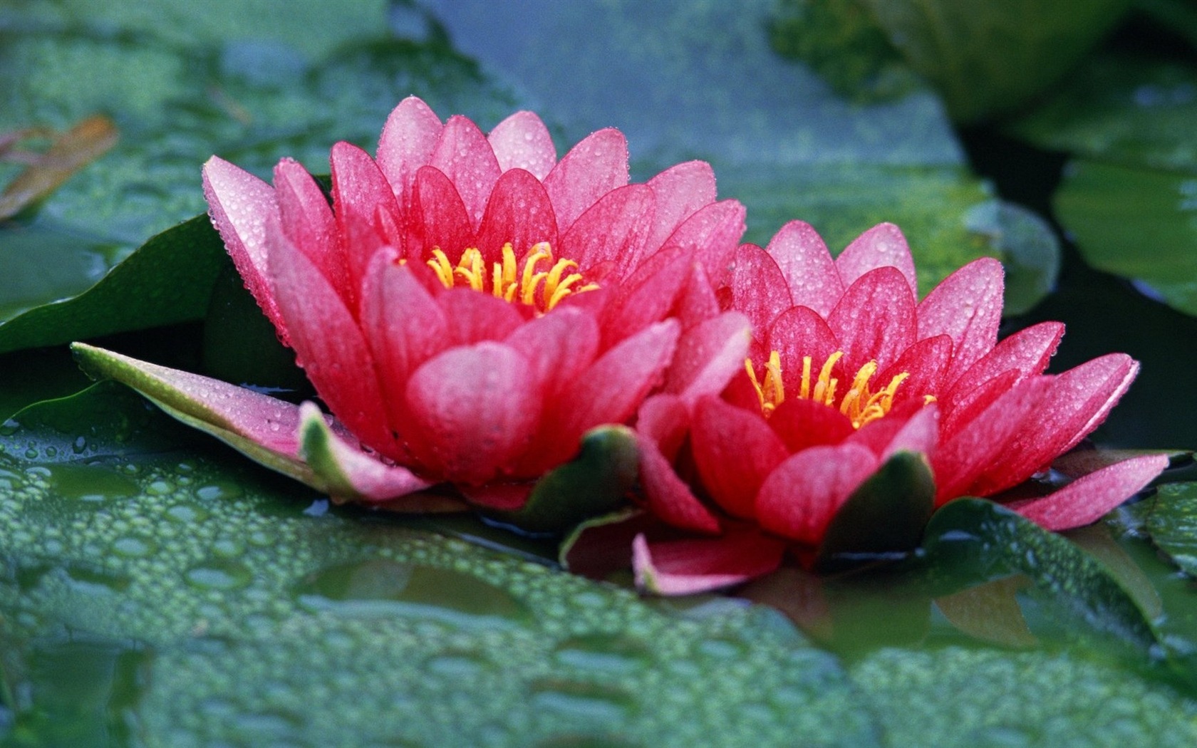 植物與鮮花 清新壁紙 #1 - 1680x1050