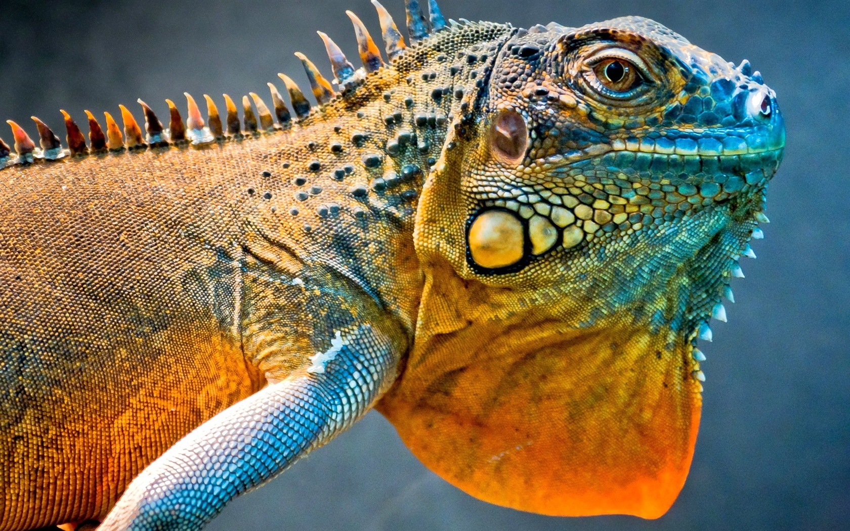 Barevné zvířat chameleon HD tapety na plochu #1 - 1680x1050