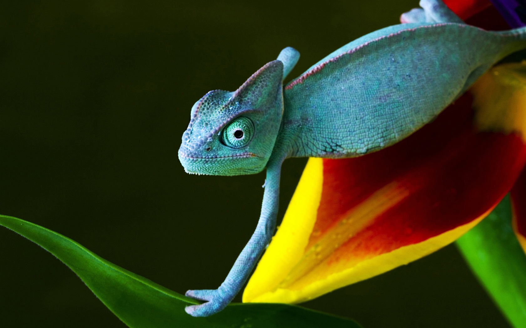 Barevné zvířat chameleon HD tapety na plochu #9 - 1680x1050