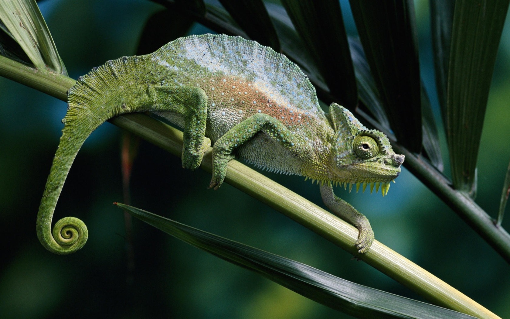 Barevné zvířat chameleon HD tapety na plochu #11 - 1680x1050