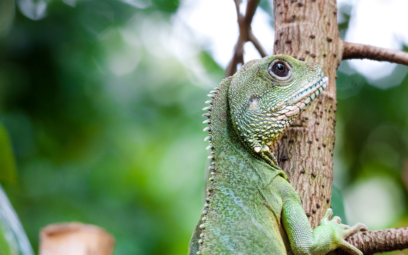 Barevné zvířat chameleon HD tapety na plochu #18 - 1680x1050