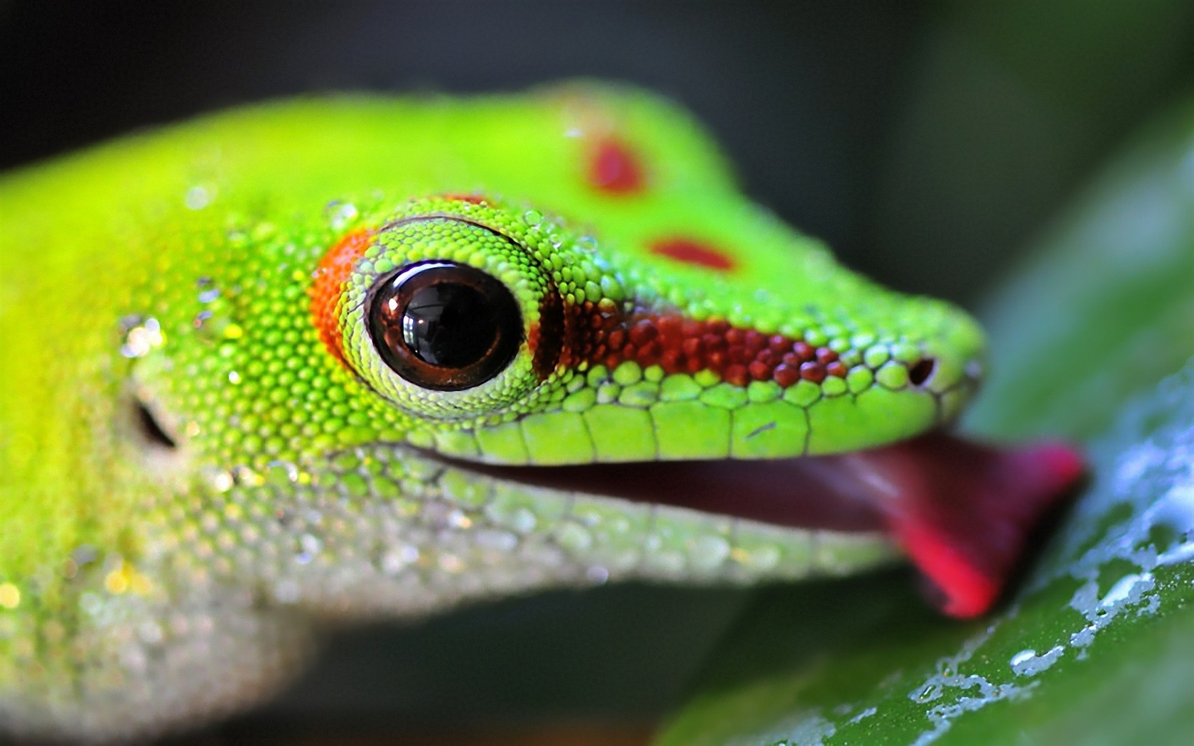 Barevné zvířat chameleon HD tapety na plochu #19 - 1680x1050