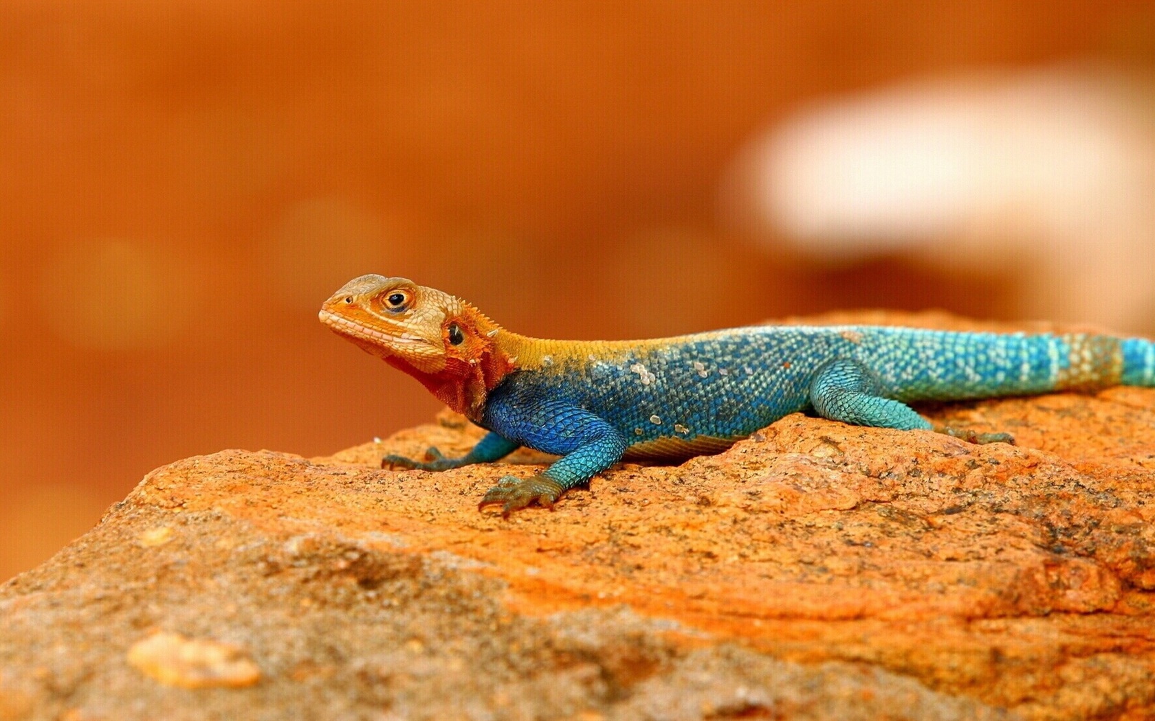 Animaux Fonds d'écran coloré caméléon HD #20 - 1680x1050