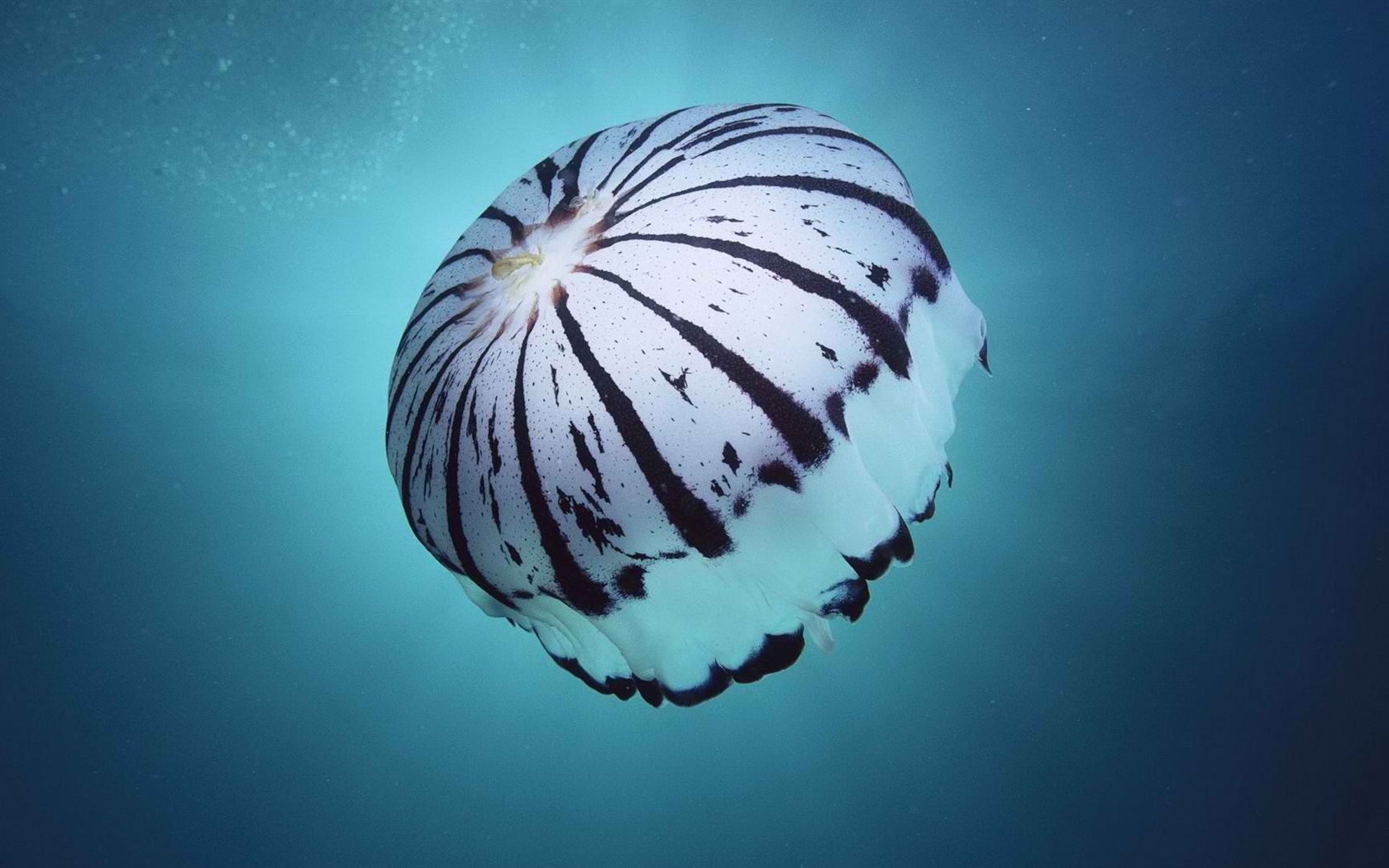 Windows 8 theme wallpaper, jellyfish #11 - 1680x1050