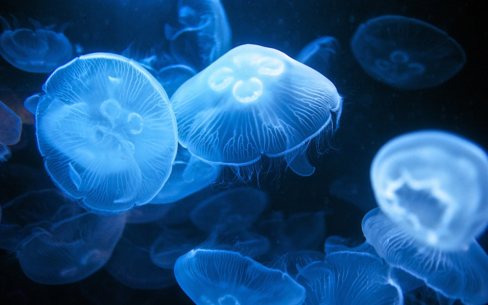 windows 8 主题壁纸,水母19 - 1680x1050