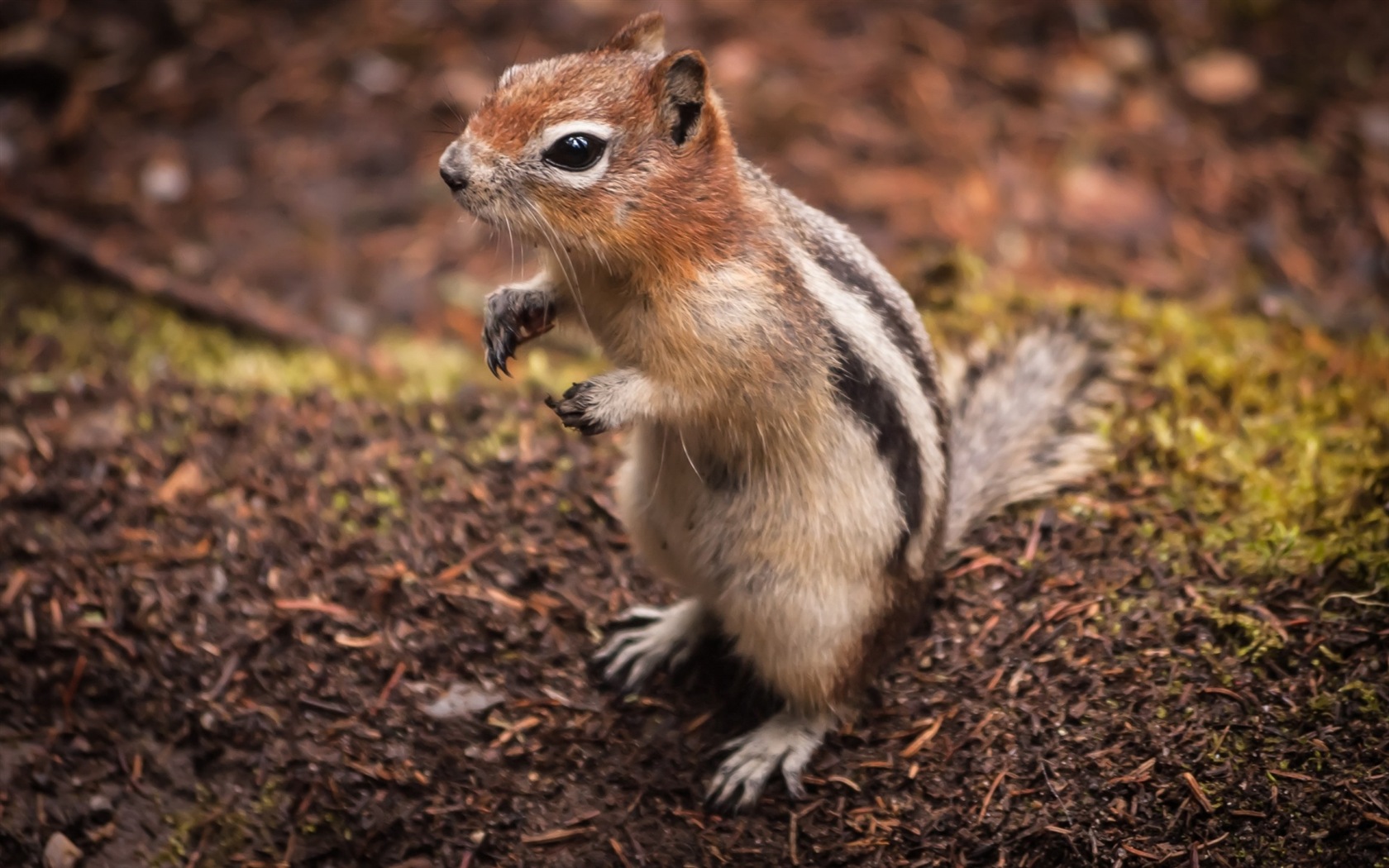 Animal close-up, cute squirrel HD wallpapers #2 - 1680x1050