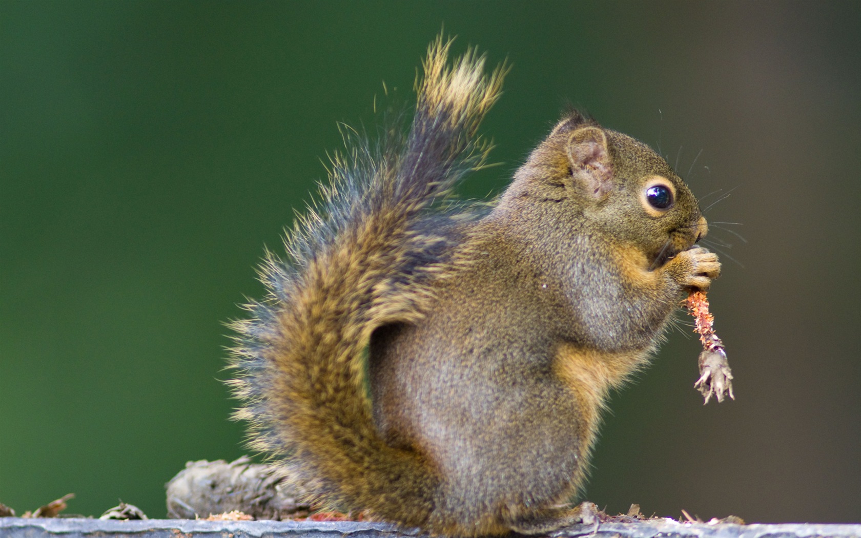 Animal close-up, cute squirrel HD wallpapers #5 - 1680x1050