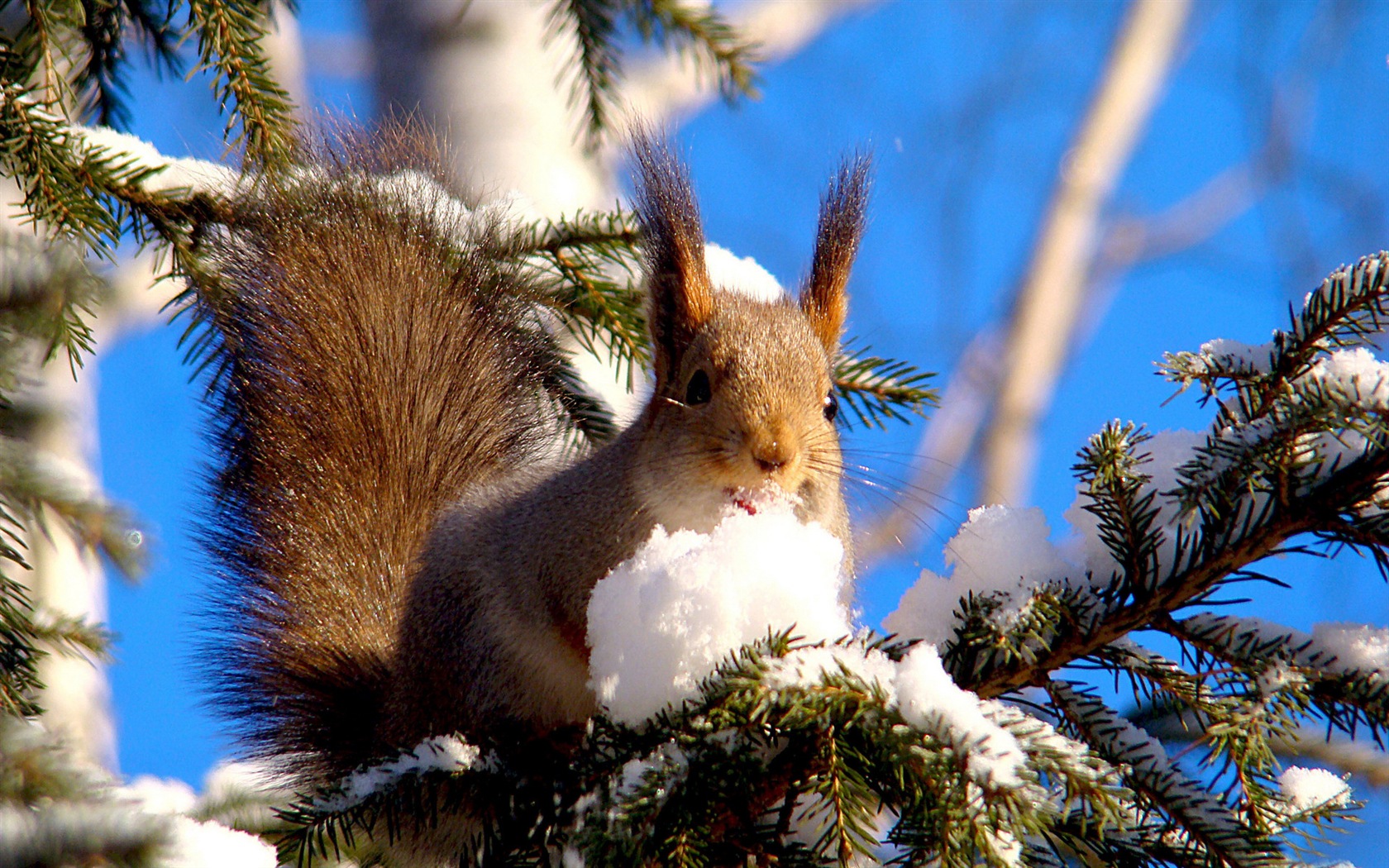 Animal close-up, cute squirrel HD wallpapers #8 - 1680x1050