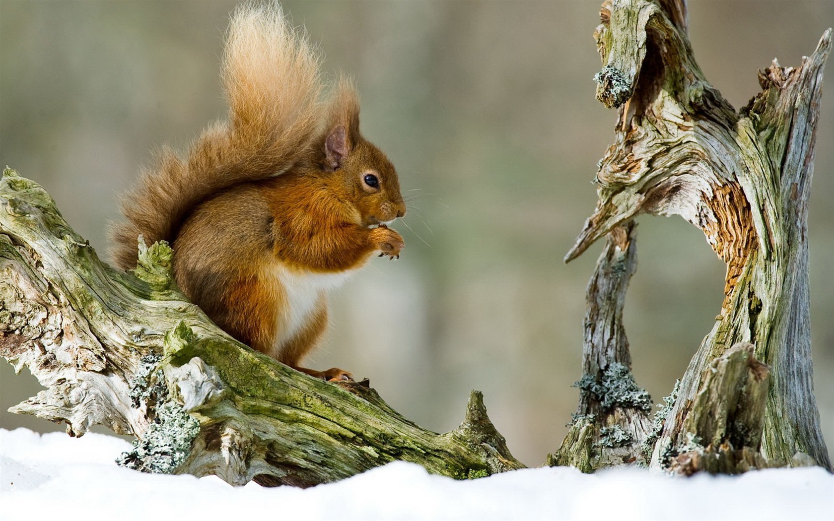 Tier close-up, niedlichen Eichhörnchen HD Wallpaper #9 - 1680x1050