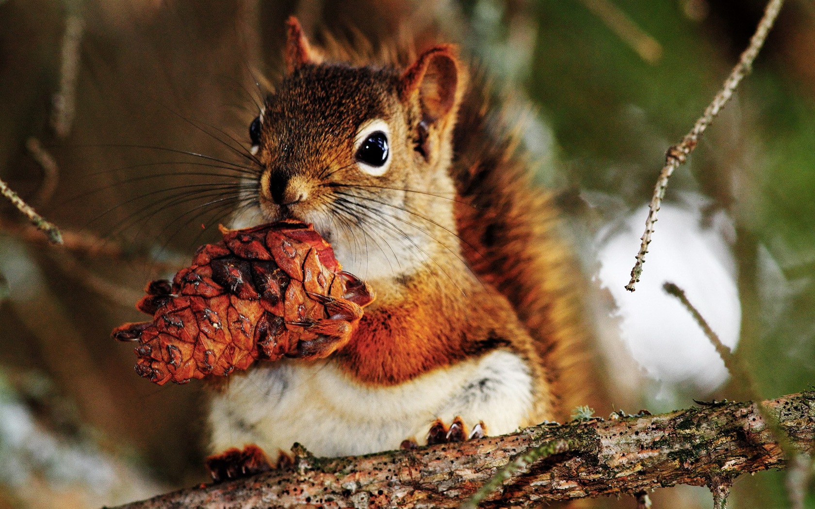 Animal close-up, cute squirrel HD wallpapers #11 - 1680x1050