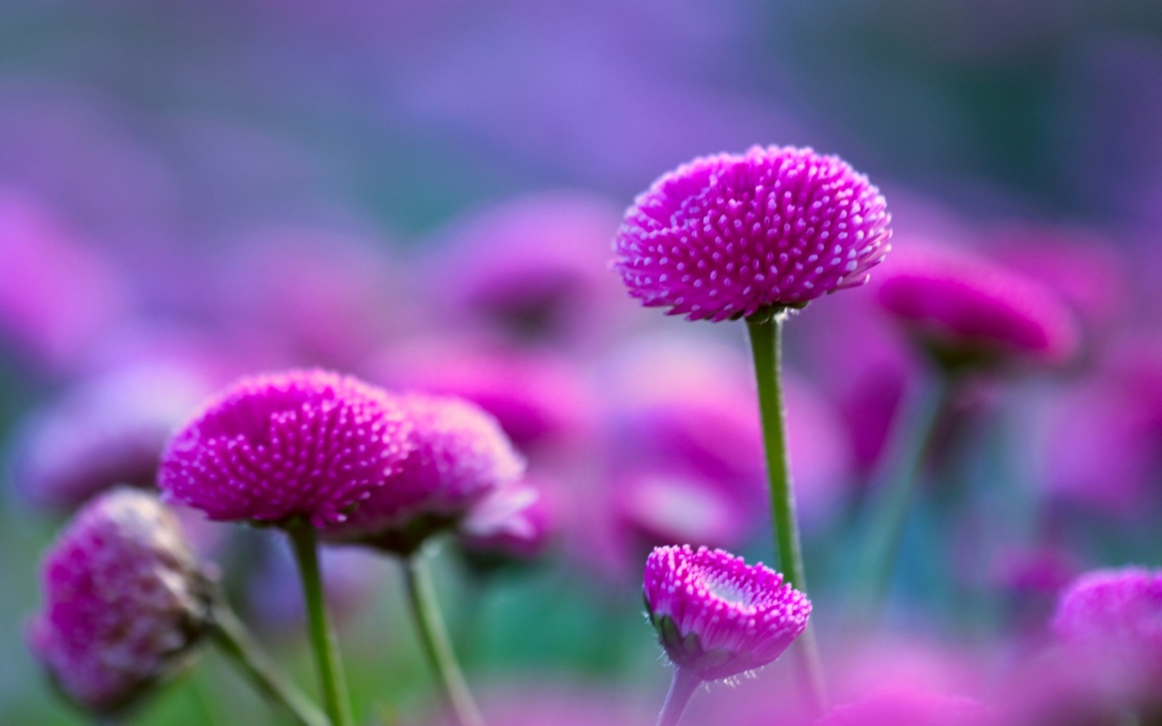화려한 색상, 아름다운 꽃의 HD 배경 화면 #11 - 1680x1050