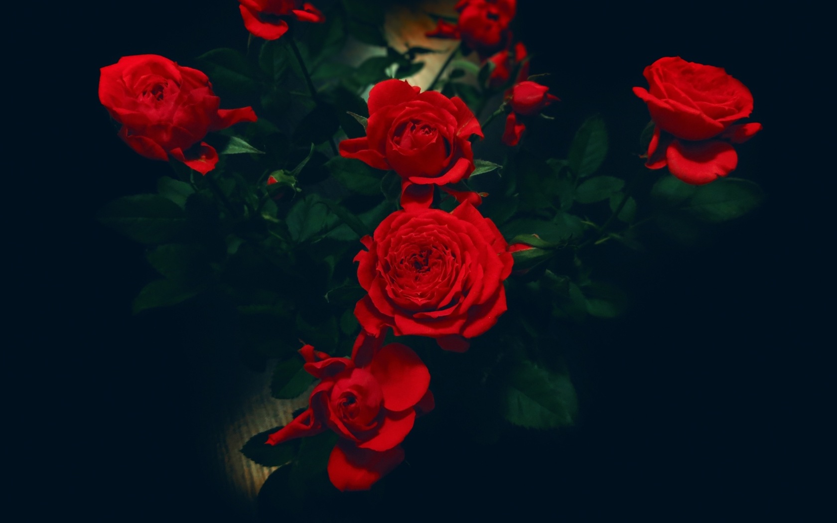 화려한 색상, 아름다운 꽃의 HD 배경 화면 #12 - 1680x1050